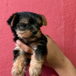 Boo - Black and gold male Yorkshire Terrier puppy in League City, Texas from Lone Star Puppies