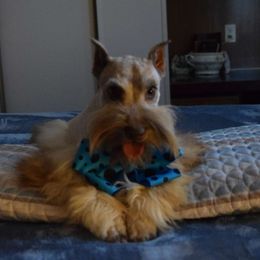 MIRACLE - Miniature Schnauzer