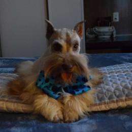 MIRACLE - Miniature Schnauzer