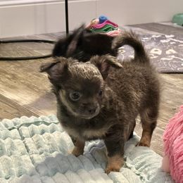 Blue boy - Blue and white male Chihuahua puppy in Summerfield, Florida from Uey’s Chihuahuas