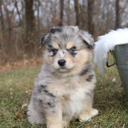 Pomeranian and Pomsky Puppies from Husky Hill Kennel