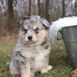 Pomeranian and Pomsky Puppies from Husky Hill Kennel