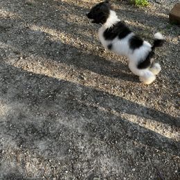 Poodle Puppies from Shellie’s Poodle Patch