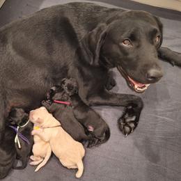 Labrador Retriever puppies from Fetching Labrador Retrievers