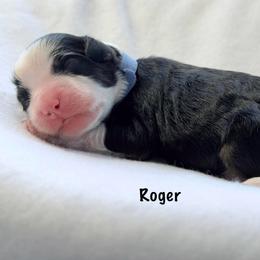 Roger - Tri-color male Bernedoodle puppy in Pottstown, Pennsylvania from Willow-Be Doodles