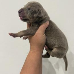 Myrtle Wilson - Silver female Great Dane puppy in Florida from Beachside Kennels