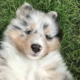 Shetland Sheepdogs from Shadow Hill South Shetland Sheepdogs