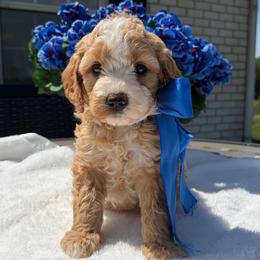 Opie - Red  male Goldendoodle puppy in Estesburg, Kentucky from Wet Goldendoodle Kisses