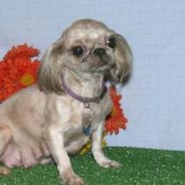Violet - Shih Tzu