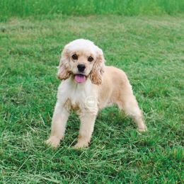 Nola - Cocker Spaniel