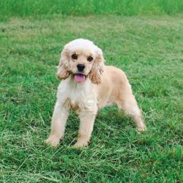 Nola - Cocker Spaniel