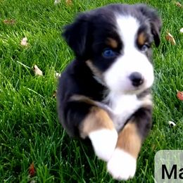 Miniature Australian Shepherd and Toy Australian Shepherd Puppies from Johnson's Australian Shepherds