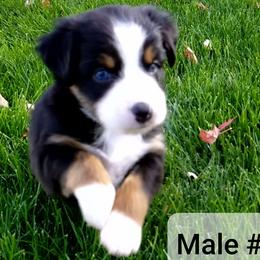 Miniature Australian Shepherd and Toy Australian Shepherd Puppies from Johnson's Australian Shepherds