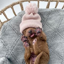 Sherpa - Apricot female Goldendoodle puppy in Jamestown, Kentucky from Milk & Honey Doodles