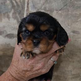 Jemima - Black and tan female Cavalier King Charles Spaniel puppy in Las Cruces, New Mexico from Moongate Cavaliers