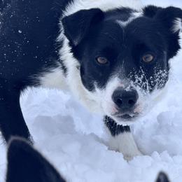 Maeve - Border Collie