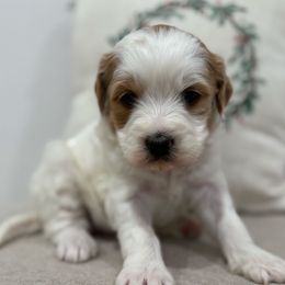 Parti girl - Parti female Goldendoodle puppy in Ridgewood, New Jersey from Jessie’s Doodles