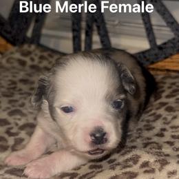Toy Australian Shepherd Puppies from Bama Belle Aussies
