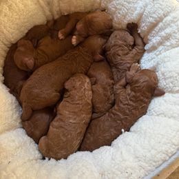 Puppy - K - Red  female Poodle puppy in Greenwich, New York from MizzElle’s Standard Poodles