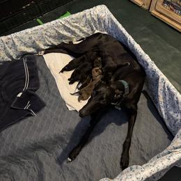 Rain - Greyhound
