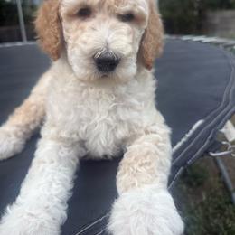Judah - Cream male Poodle puppy in Redding, California from Canyon Creek Kennels
