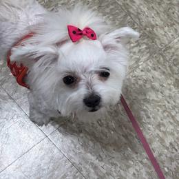 Aphrodite - White female Maltese puppy in Florence, Arizona from Maltese Of Arizona