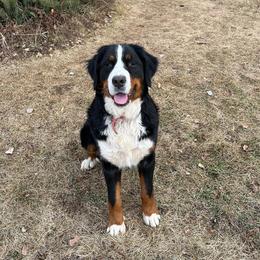 Luci - Bernese Mountain Dog