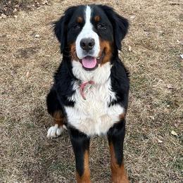 Luci - Bernese Mountain Dog