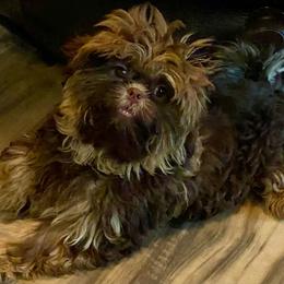 Reese 1400 dollars - Chocolate and tan male Shih Tzu puppy in Cullman, Alabama from Divine Hill Farm