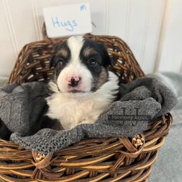 Hugs - Black tri male Miniature Australian Shepherd puppy in Mt Juliet, Tennessee from J&J Harmony Acres