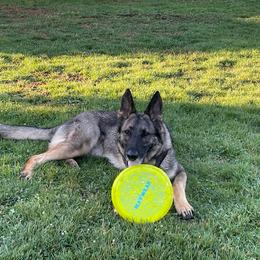Girl 1 - female German Shepherd puppy in Oakland, Oregon from VHM German Shepherds