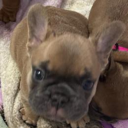 El Jefe - Fawn and white male French Bulldog puppy in Spring, Texas from Amanda's French Bulldogs