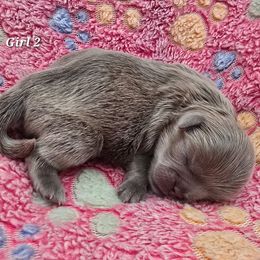 Lilac Girl 2 - Lilac female Shih Tzu puppy in Oakville, Washington from Garrard Creek Shih Tzus