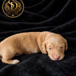 AKC Longhaired Cream Chase - Cream male Dachshund puppy in Los Angeles, California from Sterling Dachshunds