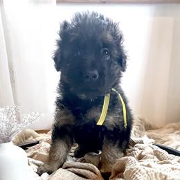 Girl 2 - German Shepherd puppy in Saint Louis, Michigan from drei Stränge German Shepherds