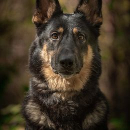 Zayda - German Shepherd