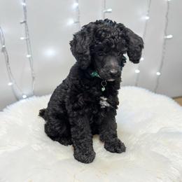 Truffles - Black male Poodle puppy in Gainesville, Florida from Pet Inn Xxweetdoodles