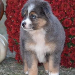 Katy Kay - Blue merle Miniature Australian Shepherd puppy in Redfield, Kansas from CY Ranch Aussies