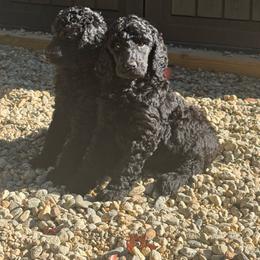 Girl 4 - Black female Poodle puppy in Walpole, Massachusetts from Harborstone Poodles and Terriers