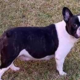 Bulldog, French Bulldog, and German Shepherd All Grown Up from Love That Bulldog Hicks Family Division