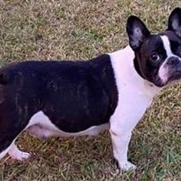 Bulldog, French Bulldog, and German Shepherd All Grown Up from Love That Bulldog Hicks Family Division