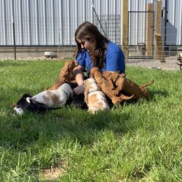 Basset Hound Puppies from Hoosier Basset Hounds