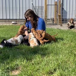 Basset Hound Puppies from Hoosier Basset Hounds