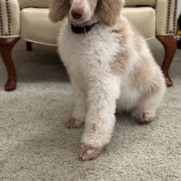 Pembroke Welsh Corgi and Poodle Puppies from Blue Diamond Kennel