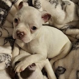 Smidge - Seal and white Boston Terrier puppy in Boston, Massachusetts from Boston Collections