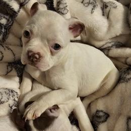 Smidge - Seal and white Boston Terrier puppy in Boston, Massachusetts from Boston Collections