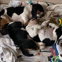 Basset Hounds from Seymour Hounds