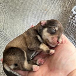 Toby - Liver male Miniature Schnauzer puppy in Hull, Georgia from Ardent Miniature Schnauzers of Athens