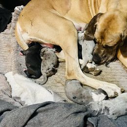 Great Dane Puppies from Laxton Danes