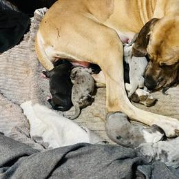 Great Dane Puppies from Laxton Danes